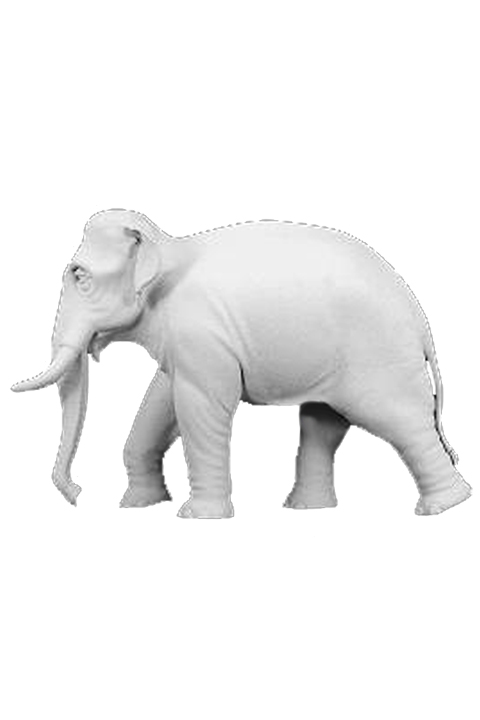 Indian Elephant